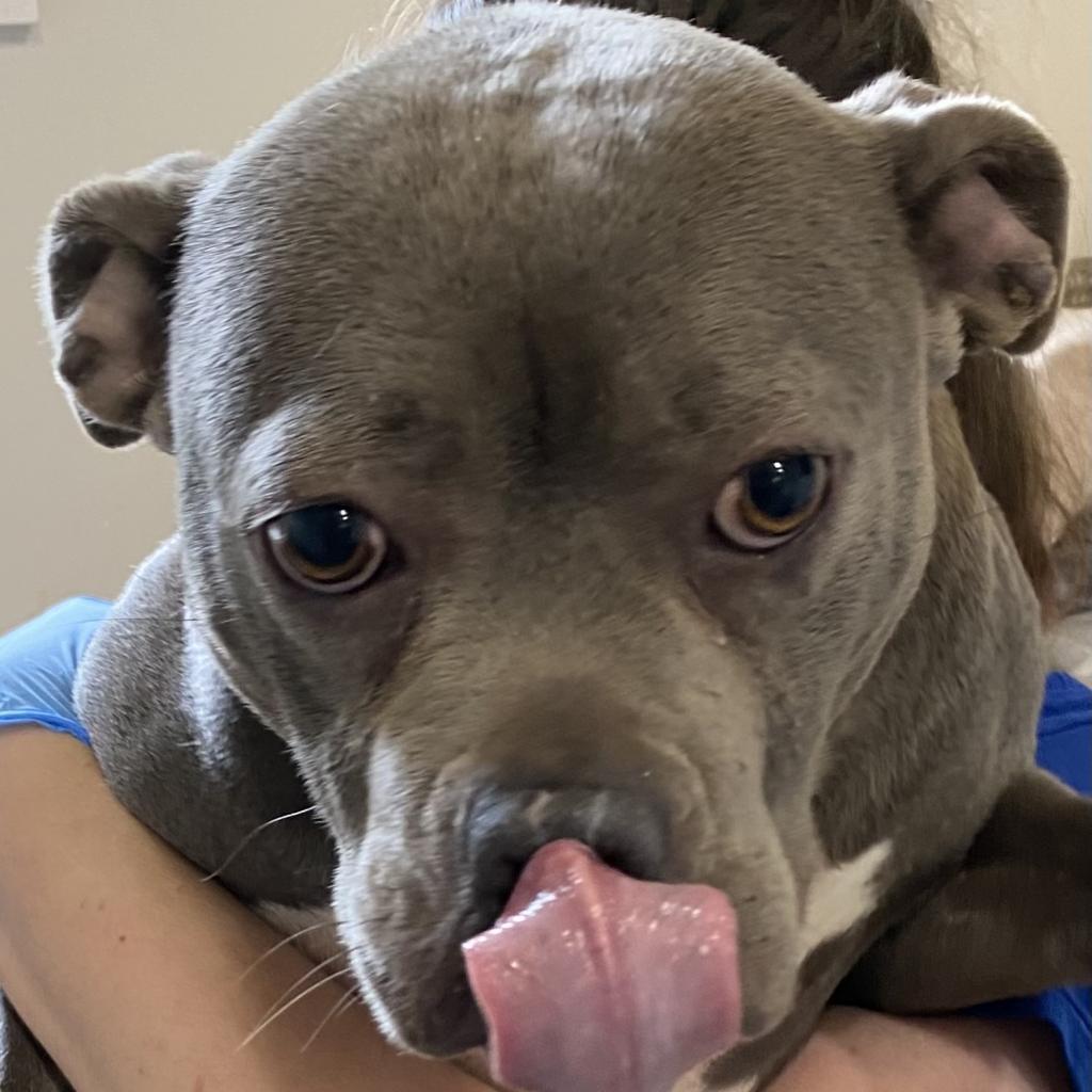 Nala Grove, an adoptable Mixed Breed in Bennettsville, SC, 29512 | Photo Image 2