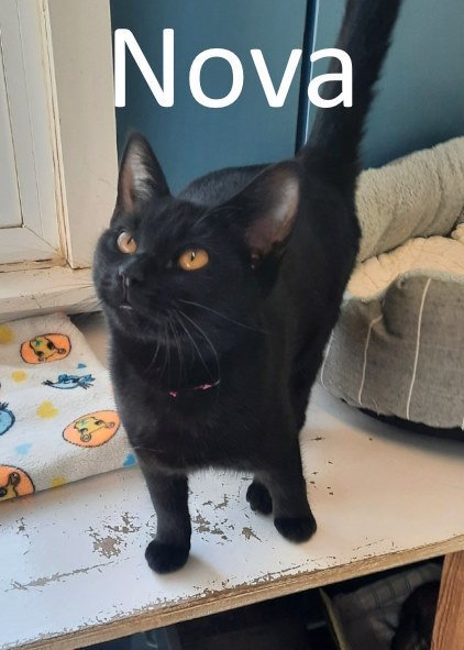 Nova, an adoptable Domestic Short Hair in Mountain View, AR, 72560 | Photo Image 1