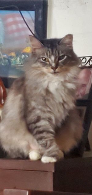 Petfinder best sale siberian cat