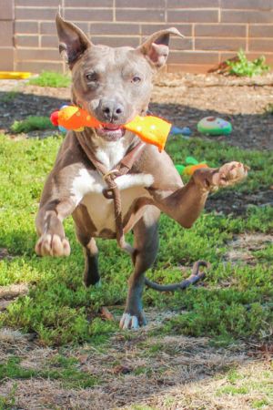 One said he was sooo handsome a gorgeous gray and white pup with a beautiful white chest and white 