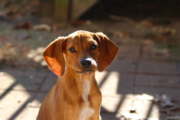 Willow, an adopted Redbone Coonhound in Colebrook, CT_image-1