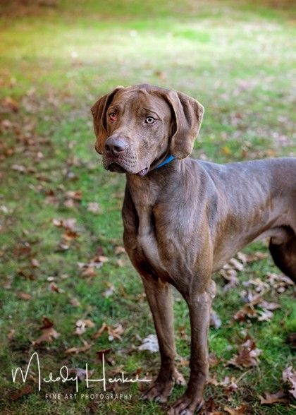 Weimaraner 2024 rescue ma