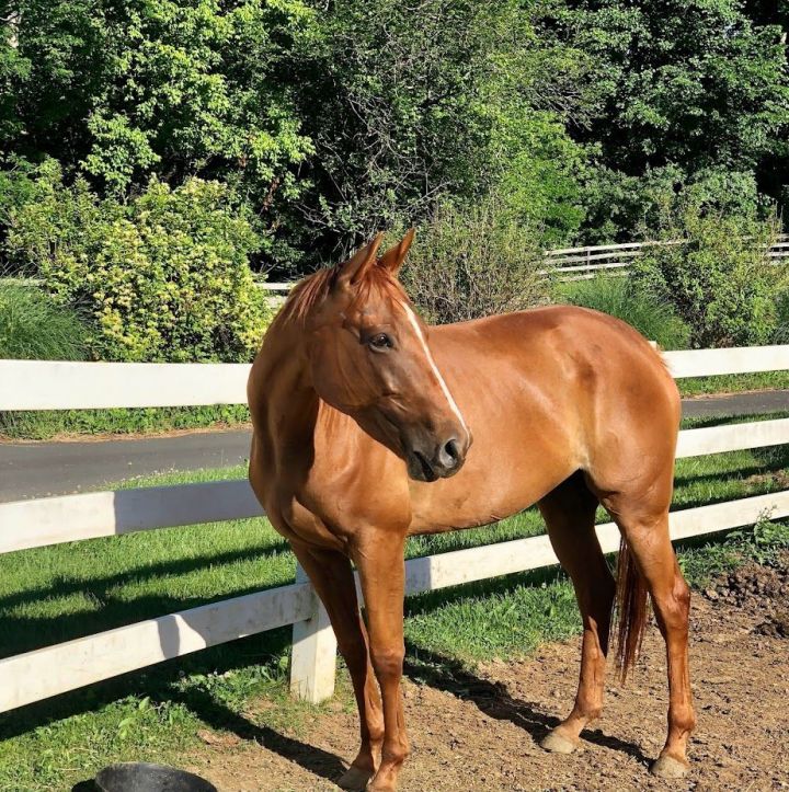 Shiloh, an adoptable Thoroughbred in Northford, CT_image-1