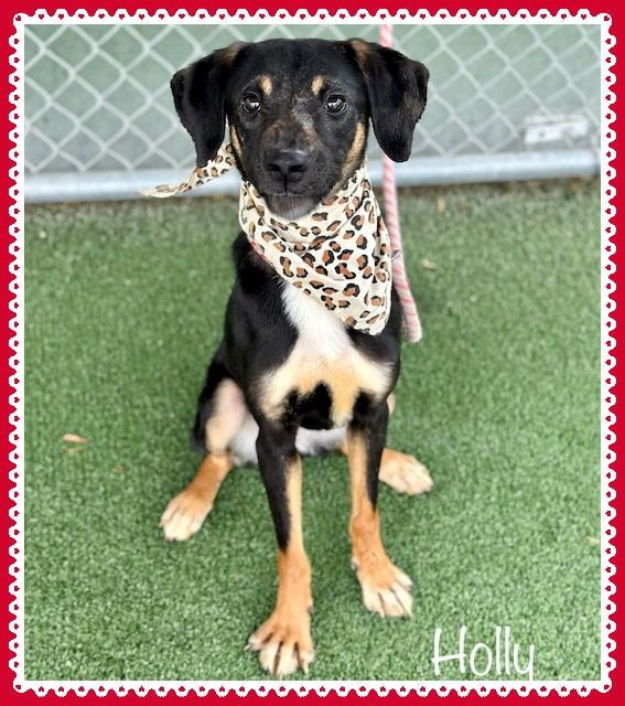 HOLLY, an adopted Hound Mix in Marietta, GA_image-3