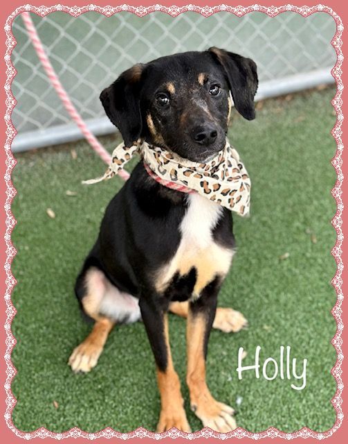 HOLLY, an adopted Hound Mix in Marietta, GA_image-4