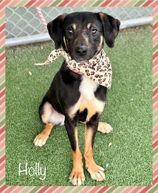HOLLY, an adopted Hound Mix in Marietta, GA_image-1