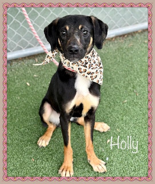 HOLLY, an adopted Hound Mix in Marietta, GA_image-6