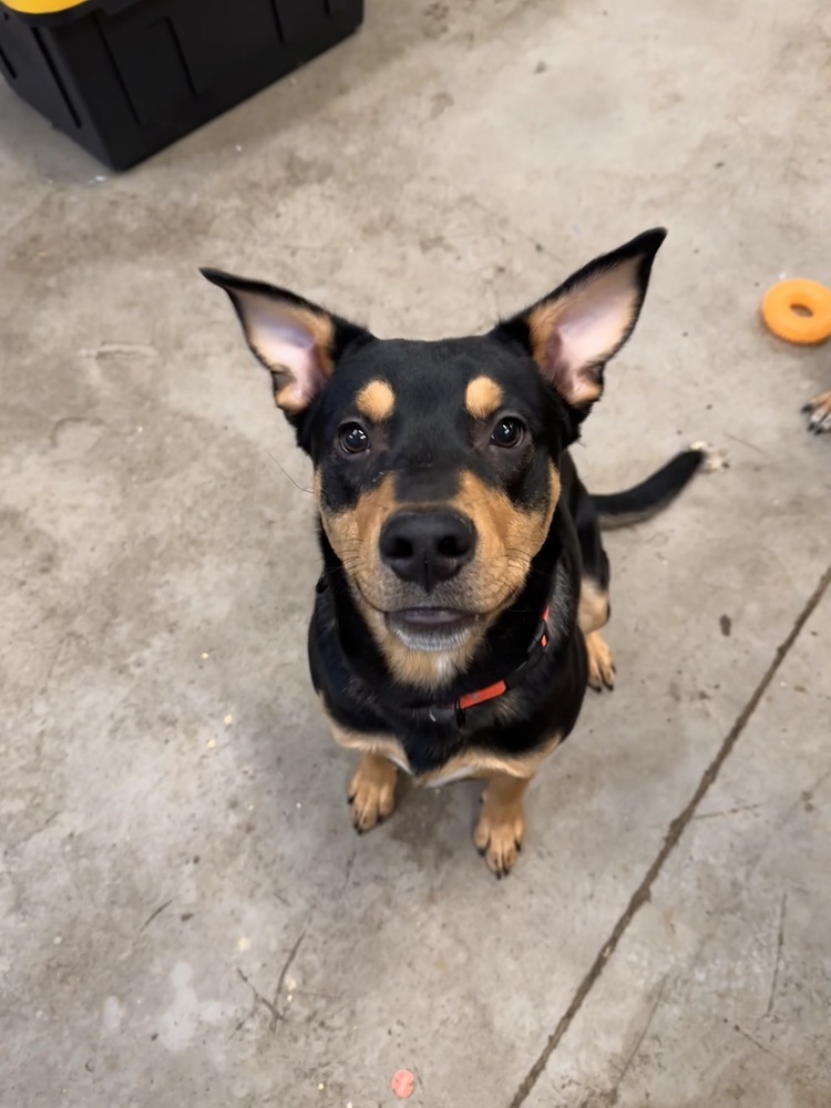 Mama Patty Pup - Perry, an adoptable Australian Shepherd, Rottweiler in Lakewood, CO, 80227 | Photo Image 1