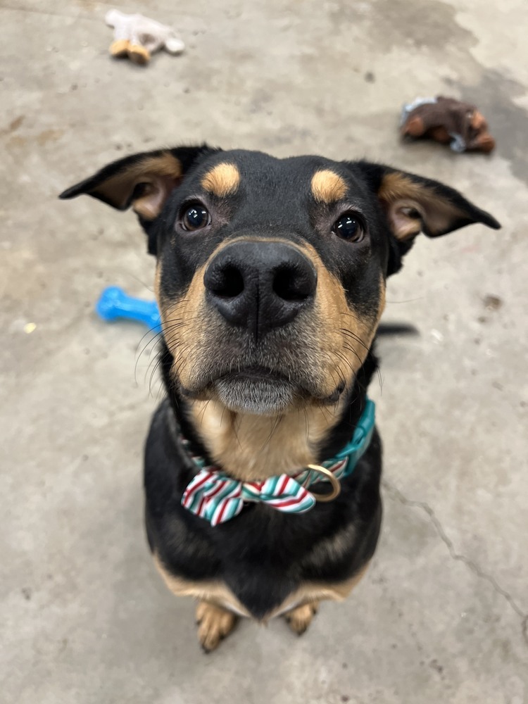 Mama Patty Pup - Perry, an adoptable Australian Shepherd, Rottweiler in Lakewood, CO, 80227 | Photo Image 2