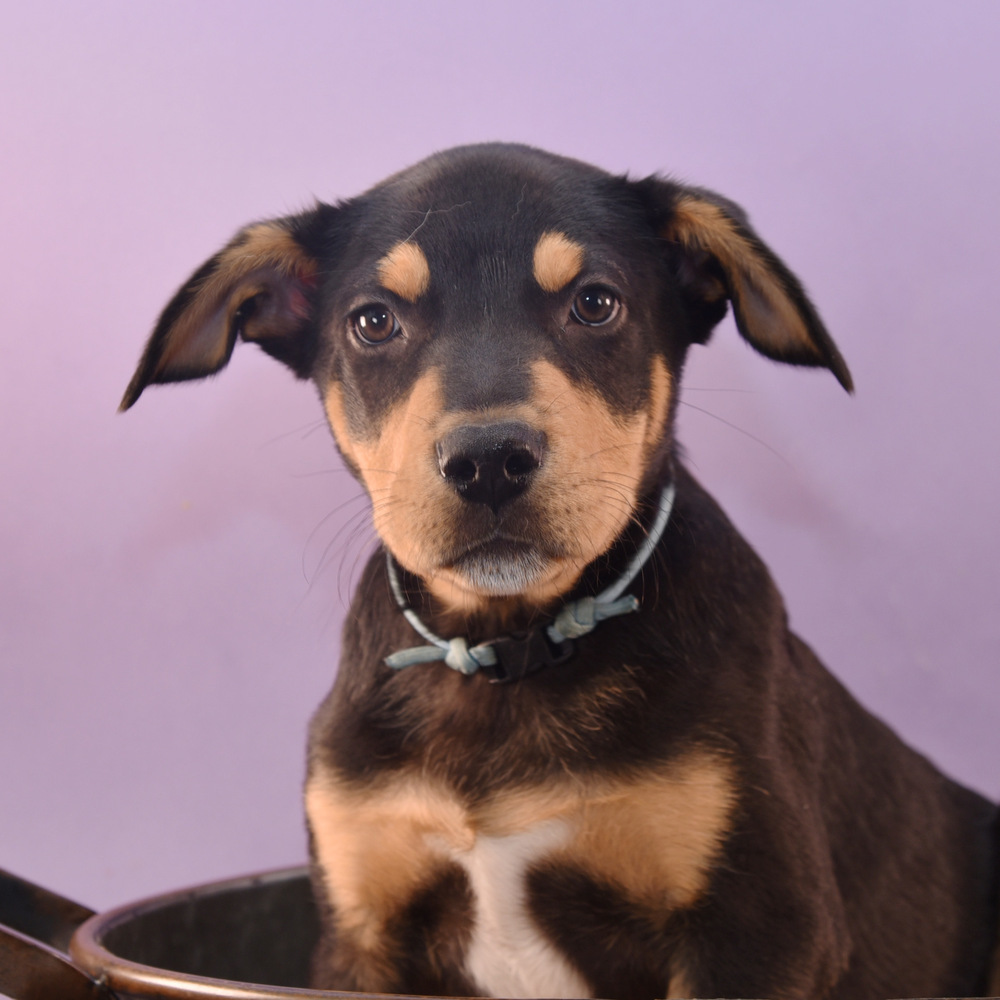 Mama Patty Pup - Perry, an adoptable Australian Shepherd, Rottweiler in Lakewood, CO, 80227 | Photo Image 3