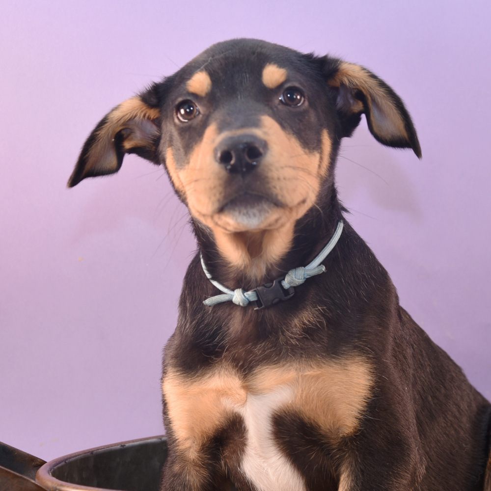 Mama Patty Pup - Perry, an adoptable Australian Shepherd, Rottweiler in Lakewood, CO, 80227 | Photo Image 4