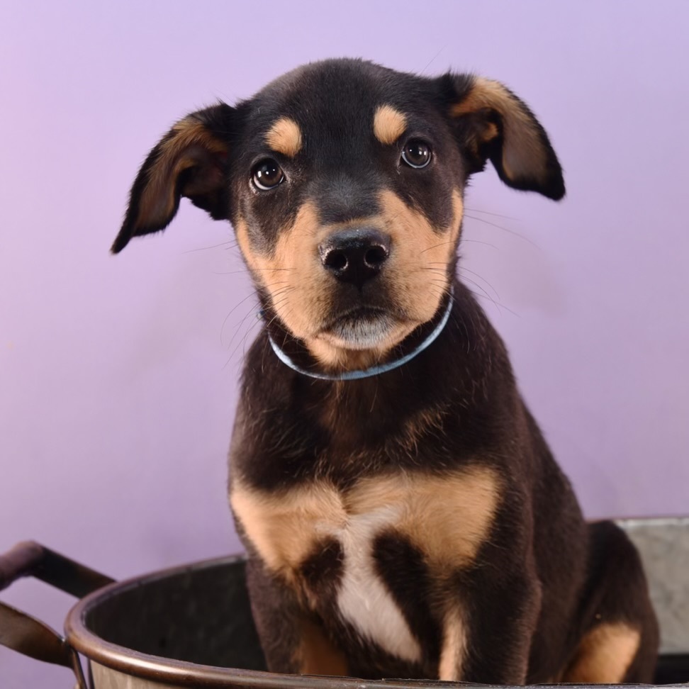 Mama Patty Pup - Perry, an adoptable Australian Shepherd, Rottweiler in Lakewood, CO, 80227 | Photo Image 5