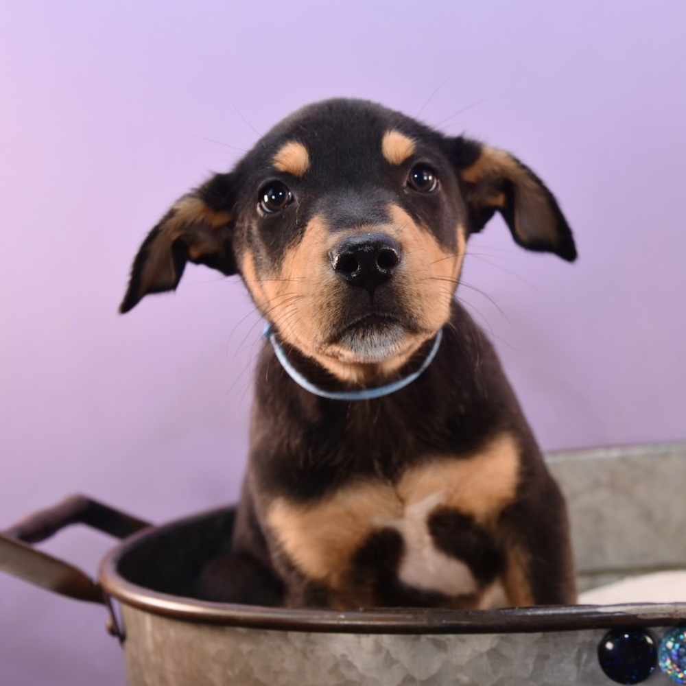 Mama Patty Pup - Perry, an adoptable Australian Shepherd, Rottweiler in Lakewood, CO, 80227 | Photo Image 6