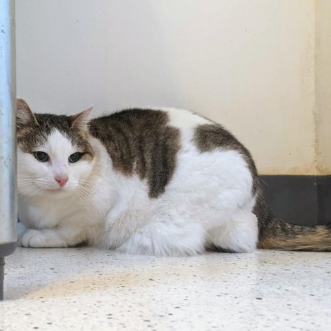 Macaroni, an adoptable Domestic Short Hair in Portland, OR, 97294 | Photo Image 1