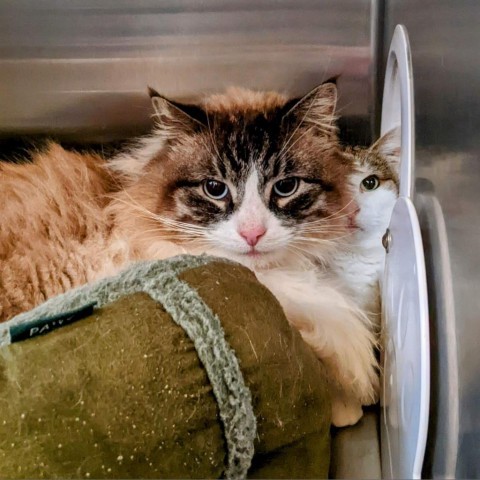 Ramen, an adoptable Domestic Long Hair in Portland, OR, 97294 | Photo Image 1