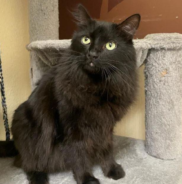 Cat for adoption - Juniper, a Domestic Long Hair in Prescott, AZ ...