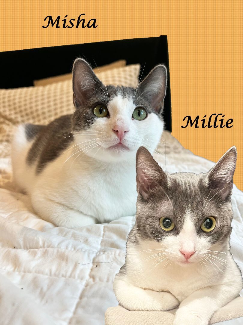MILLIE & MISHA