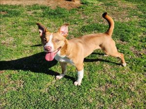 HONEY Labrador Retriever Dog