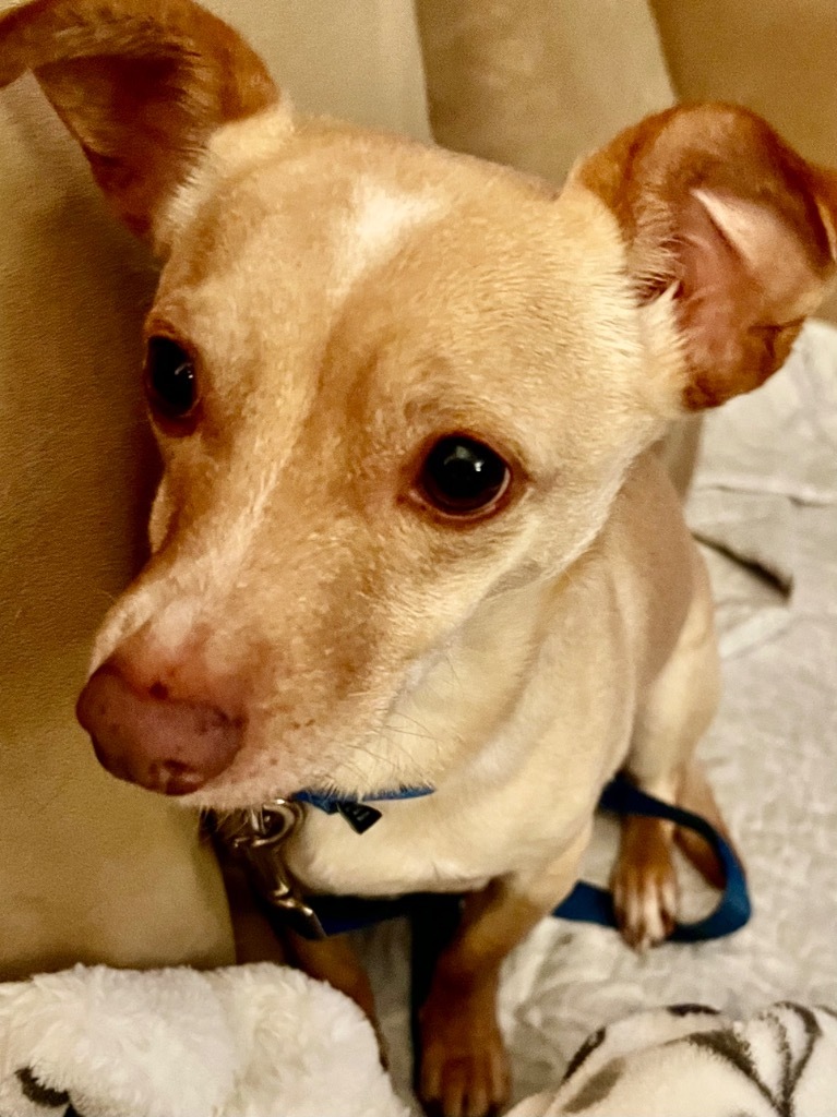 Dog for adoption - PaPa, a Chihuahua & Dachshund Mix in Fond Du Lac, WI ...