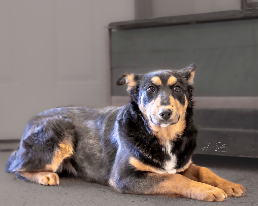 Bailey, an adoptable Rottweiler in Hot Springs, SD, 57747 | Photo Image 1