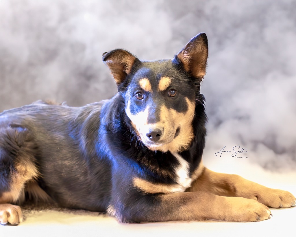 Bailey, an adoptable Rottweiler in Hot Springs, SD, 57747 | Photo Image 2