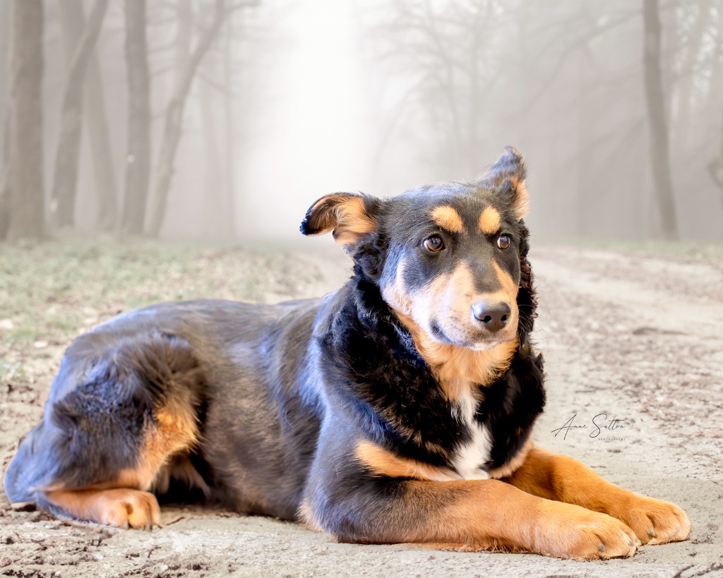 Bailey, an adoptable Rottweiler in Hot Springs, SD, 57747 | Photo Image 3