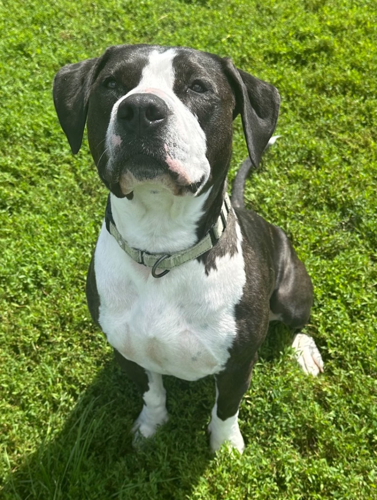 Dog for adoption Jasmine a Pit Bull Terrier Mix in Defiance OH