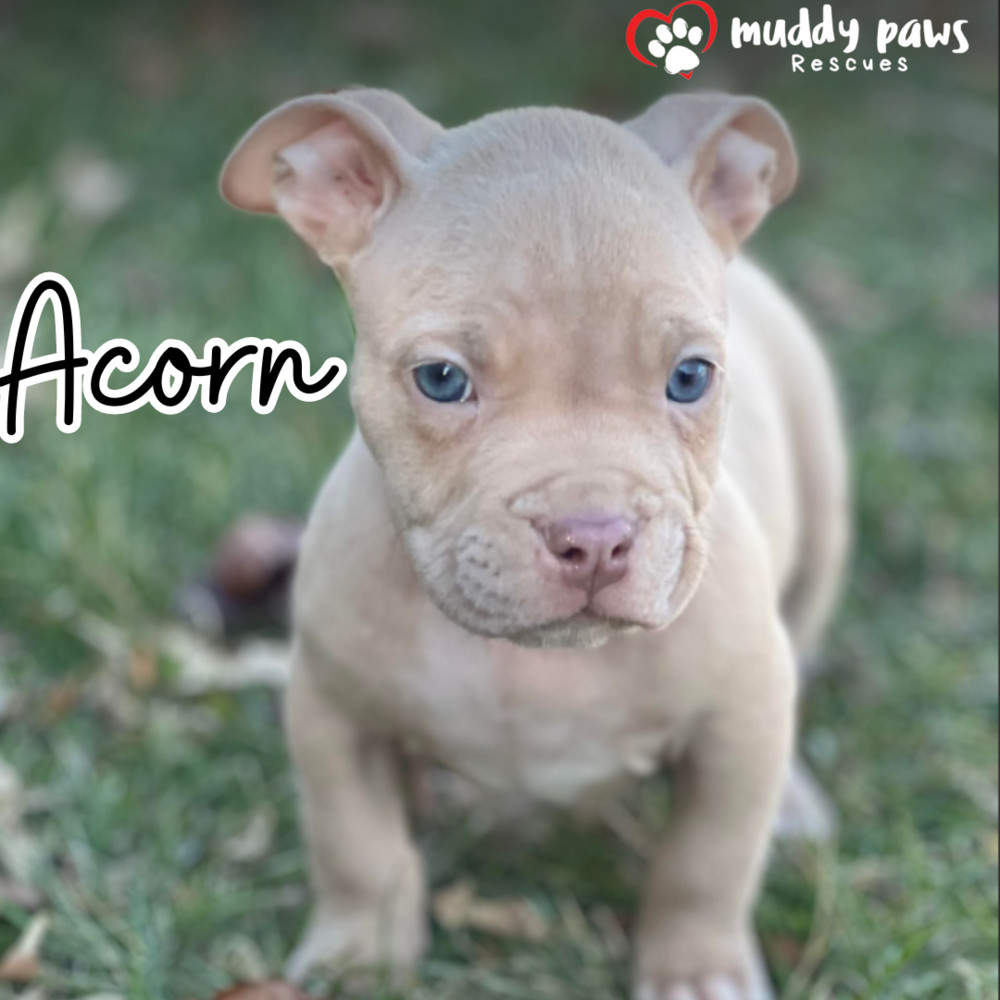 Thanksgiving Miracle Litter: Acorn -- No Longer Accepting Applications