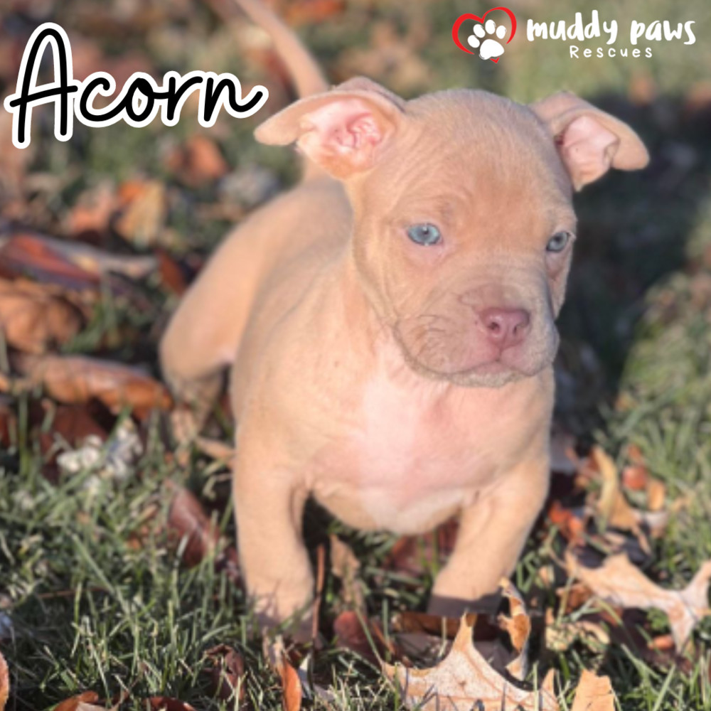 Thanksgiving Miracle Litter: Acorn -- No Longer Accepting Applications