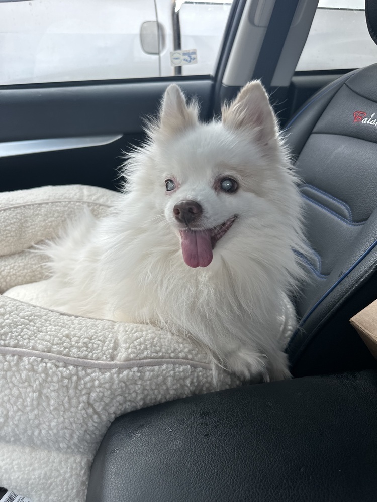 Miss Leila, an adoptable Pomeranian in Wildomar, CA, 92595 | Photo Image 1