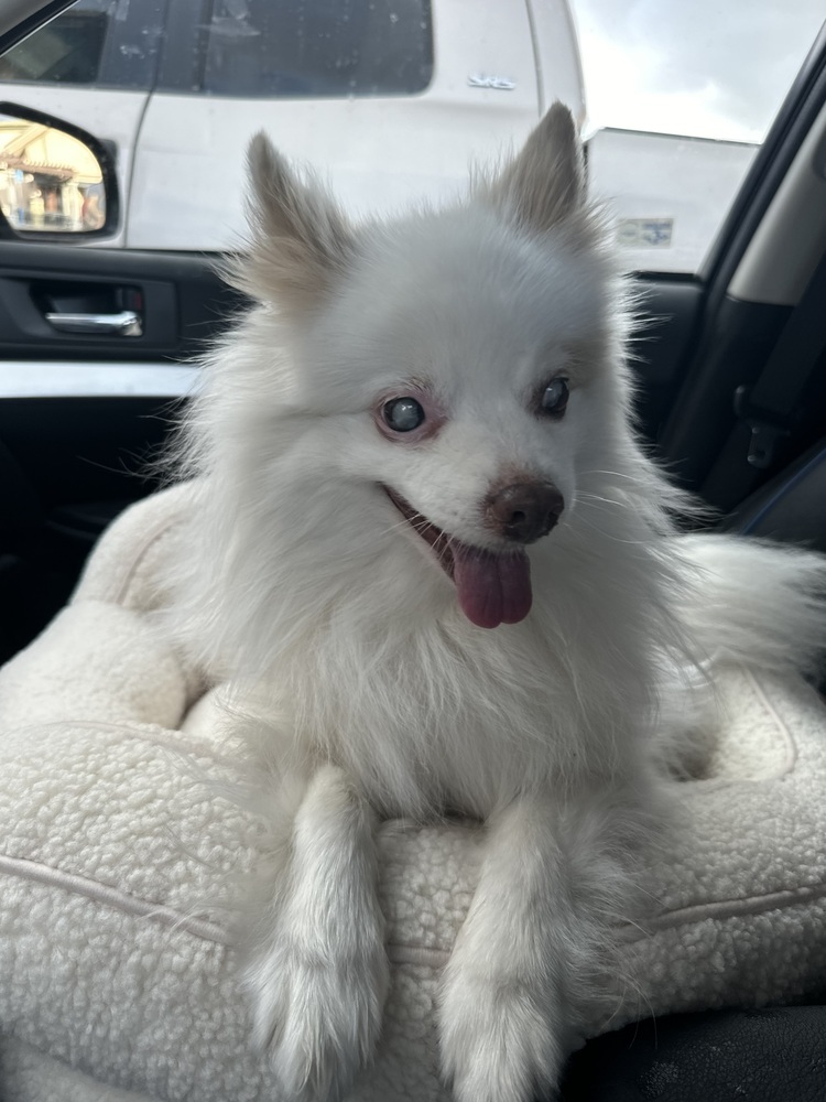 Miss Leila, an adoptable Pomeranian in Wildomar, CA, 92595 | Photo Image 2