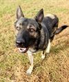 Joey (In Foster Home)