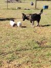 Joey (In Foster Home)
