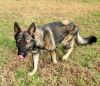 Joey (In Foster Home)
