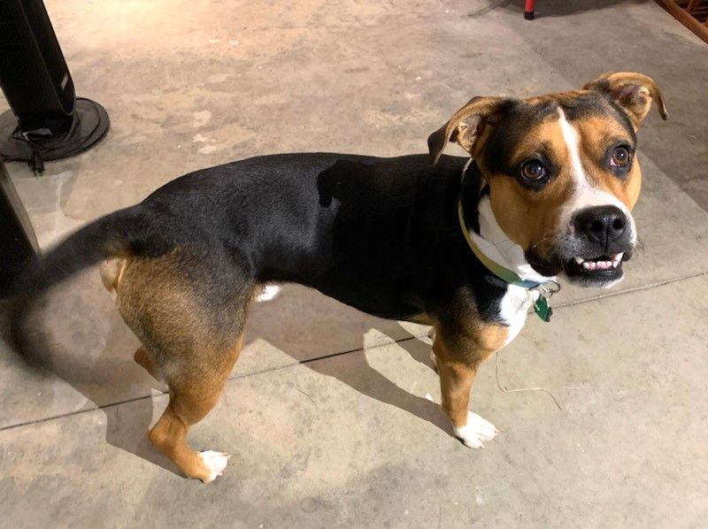 Cooper (happy happy pup!)