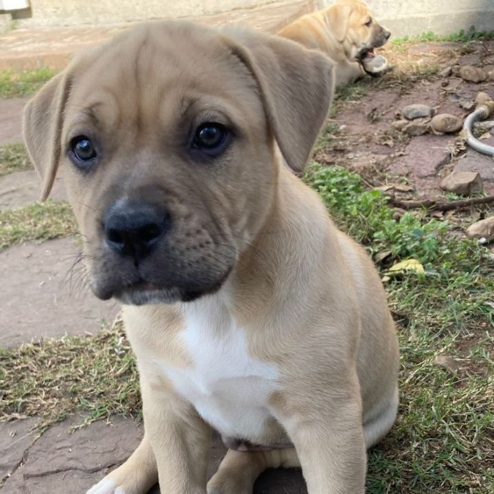 Dog for adoption - Antony, a Catahoula Leopard Dog Mix in Houston, TX ...