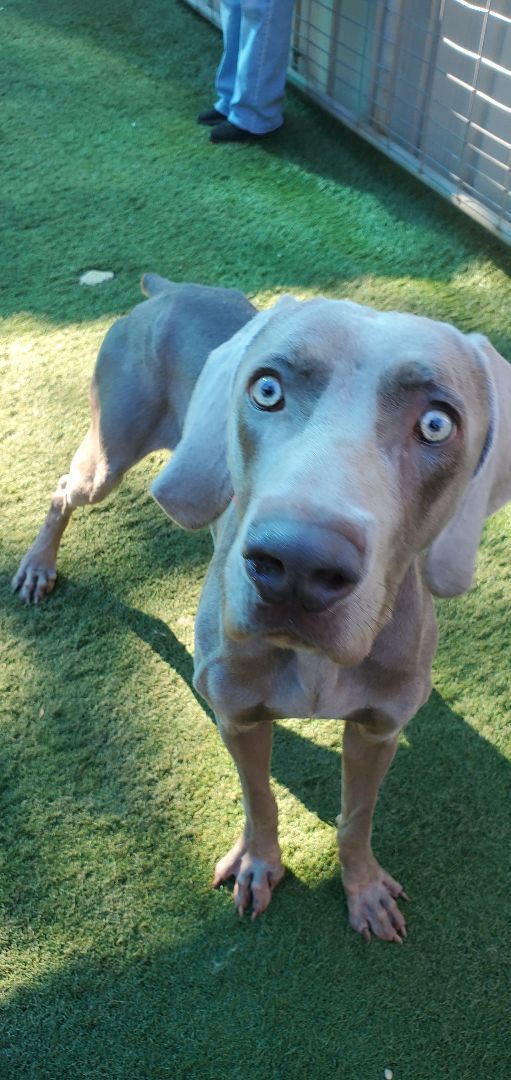 Weimaraner petfinder best sale