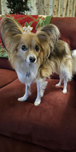 Petfinder papillon hot sale