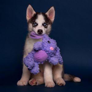 10 siberian husky toys on Tedsby