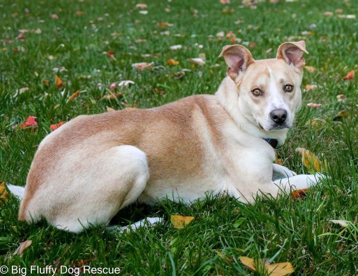 Labrador best sale rescue groups