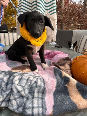 Bindy (Mountain litter) ( 13 lbs) 