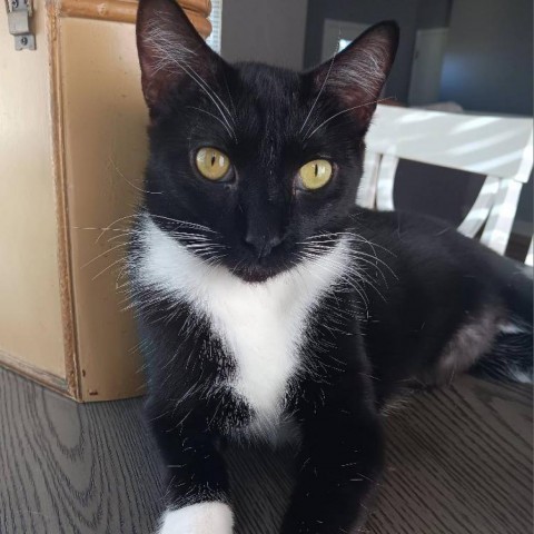 Tetherball, an adoptable Domestic Short Hair in Wichita, KS, 67278 | Photo Image 1