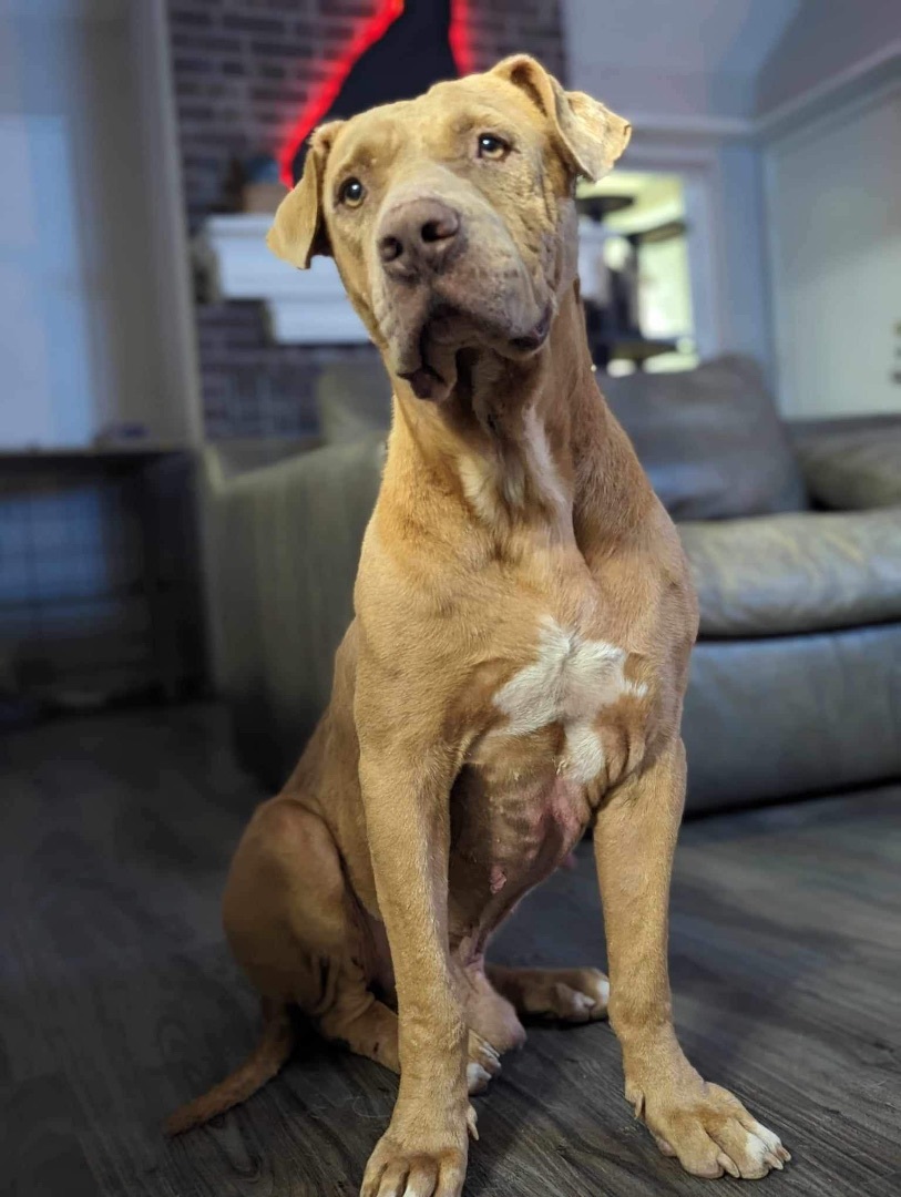 Reed, an adoptable Pit Bull Terrier in Fort Collins, CO, 80524 | Photo Image 2