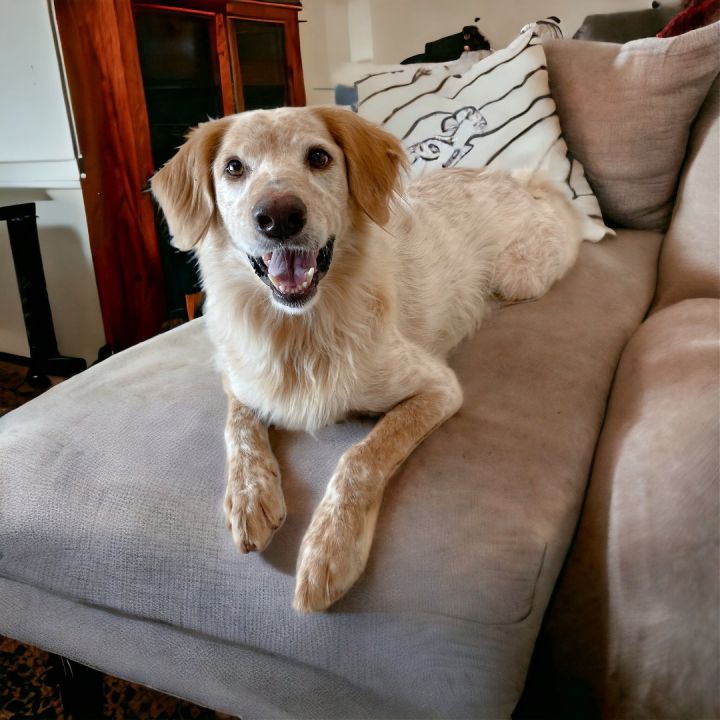 Petfinder sales golden retriever