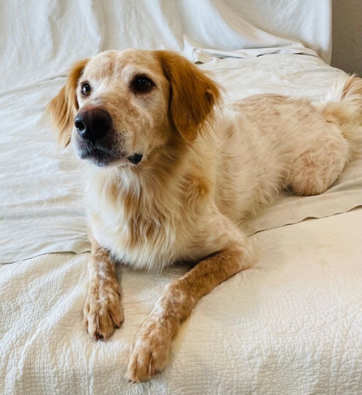 Pointer golden retriever store mix