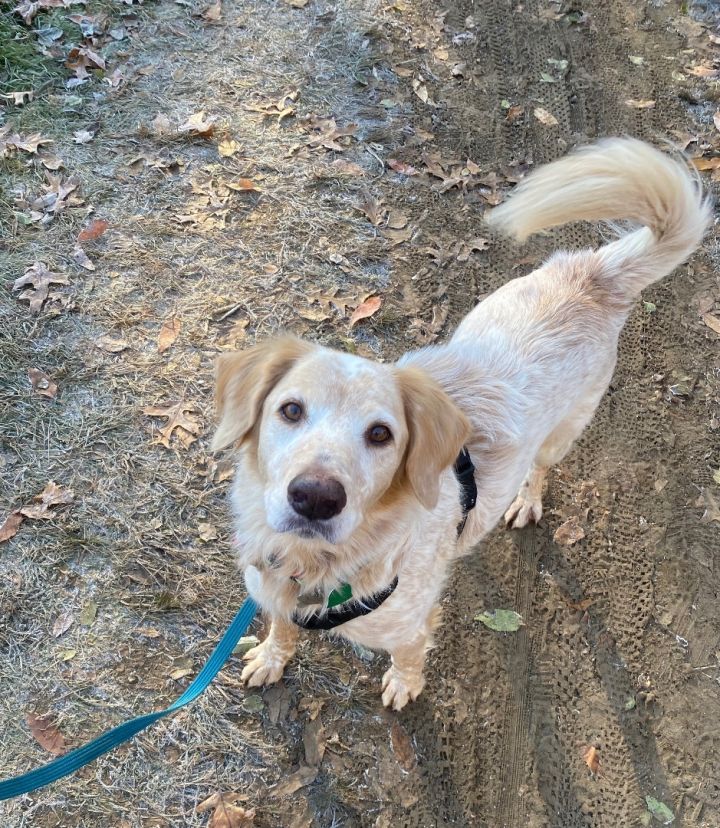 Pointer and golden retriever 2024 mix