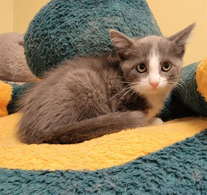 Cat for adoption Pickles garagegang, a Tuxedo & Domestic Short Hair