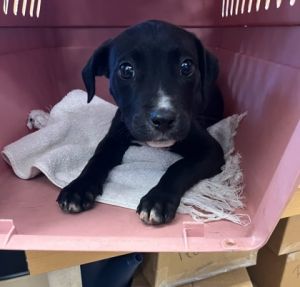 Burba-IN FOSTER - ADOPTED