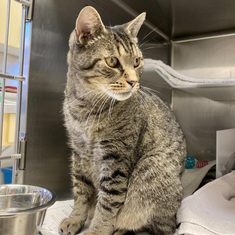 Bubba, an adoptable Domestic Short Hair in Santa Barbara, CA, 93111 | Photo Image 5