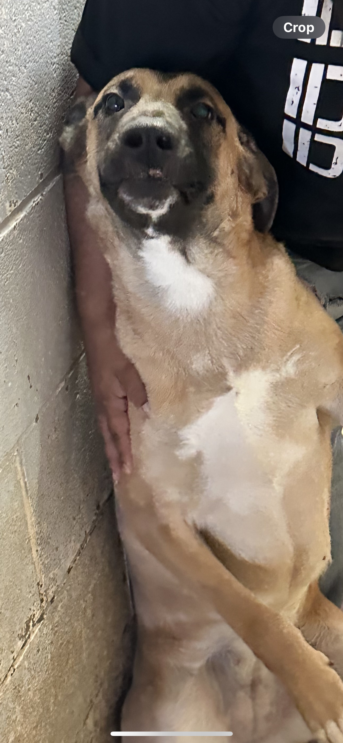 Violet, an adoptable German Shepherd Dog in El Centro, CA, 92243 | Photo Image 1